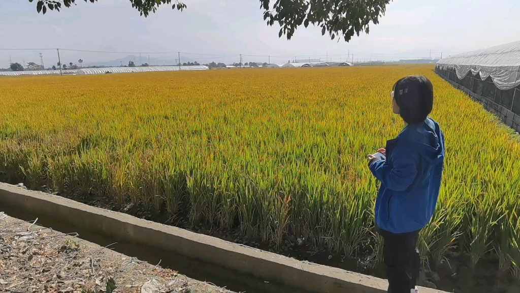 稻子熟了弯腰谦卑值得我们学习