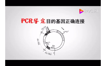 PCR技术鉴定目的基因是否正确插入质粒载体哔哩哔哩bilibili