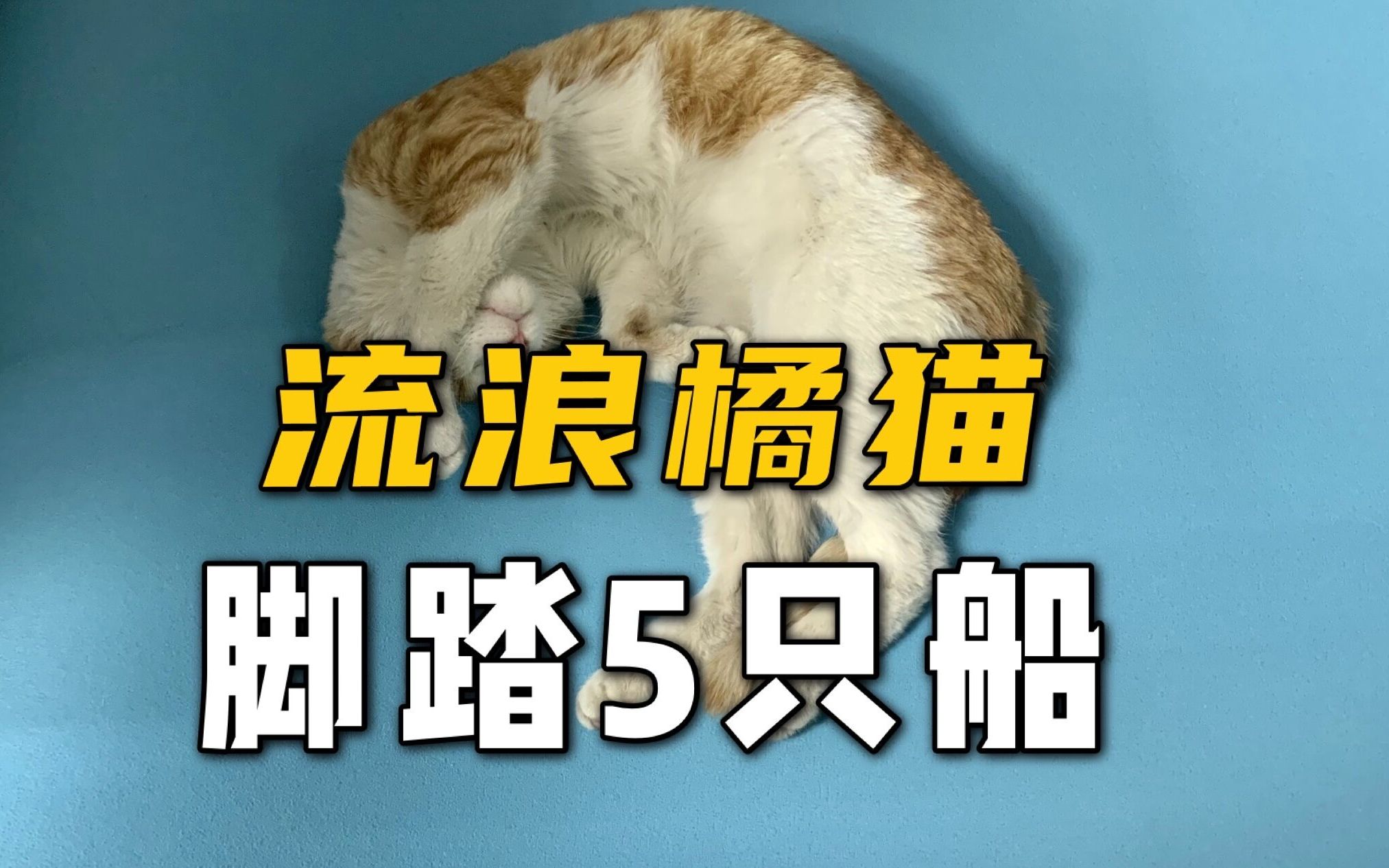 [图]渣猫天花板：流浪橘猫脚踏5只船，还都是小姐姐