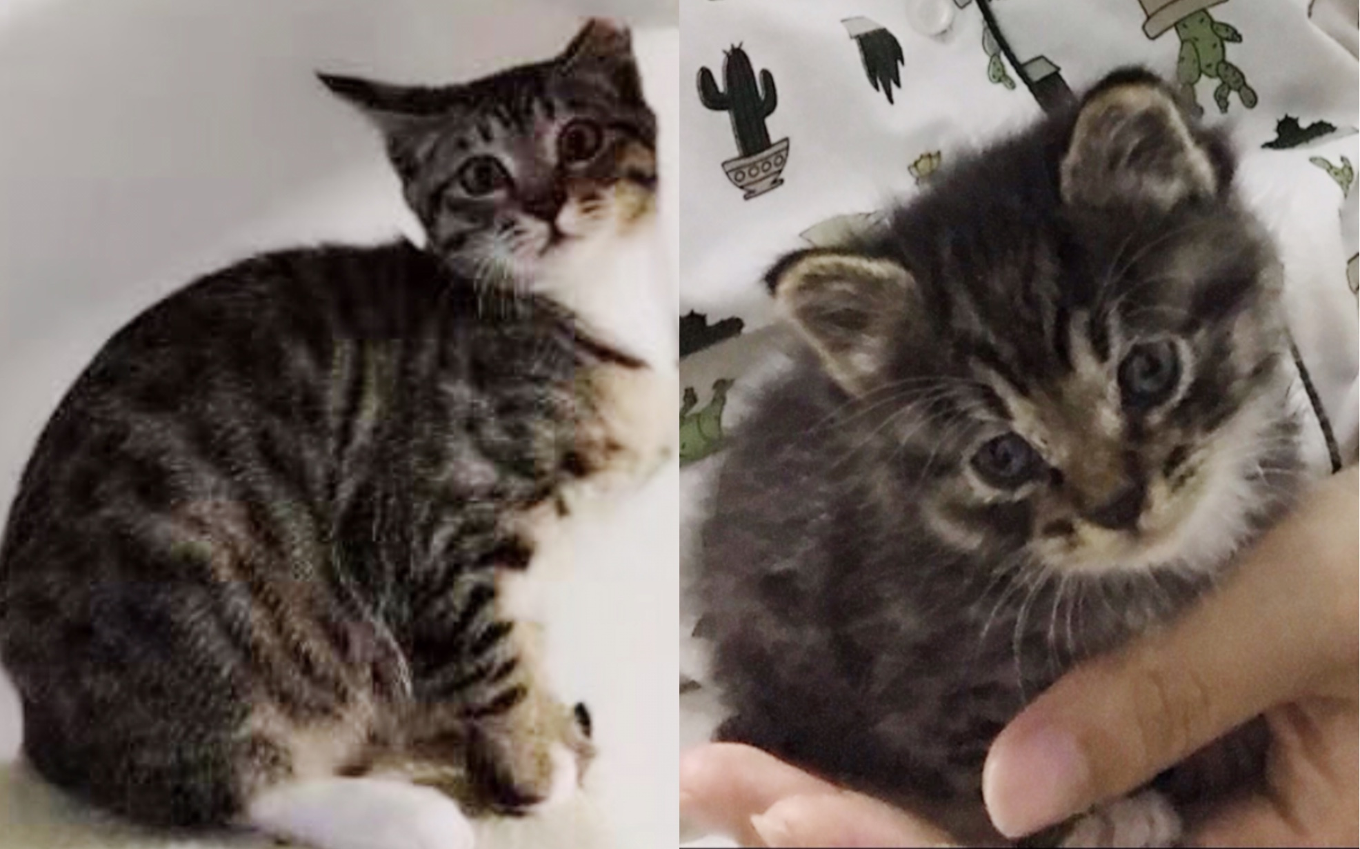 狸花猫04kg和4kg的猫大对比