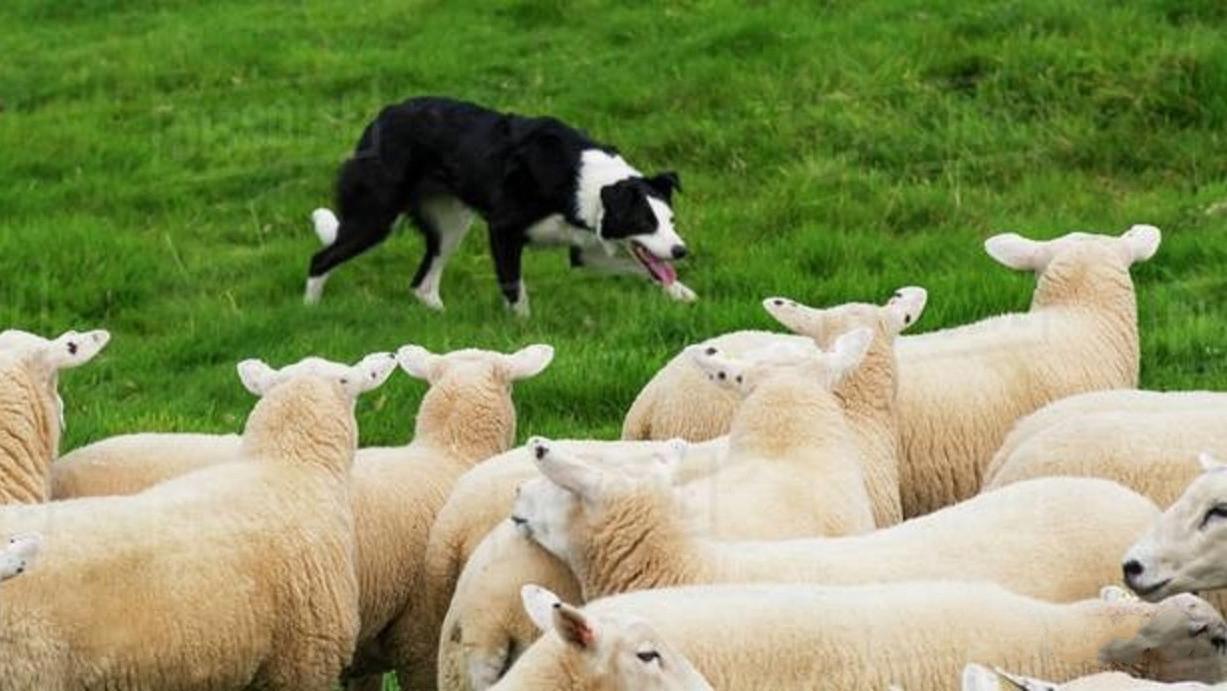 牧羊犬遇到不听话的羊,管理方式及其彪悍,不愧是边牧
