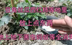 Download Video: 豆角丝瓜西红柿等菜地里，放上点东西，地上地下害虫蚂蚁等全消失