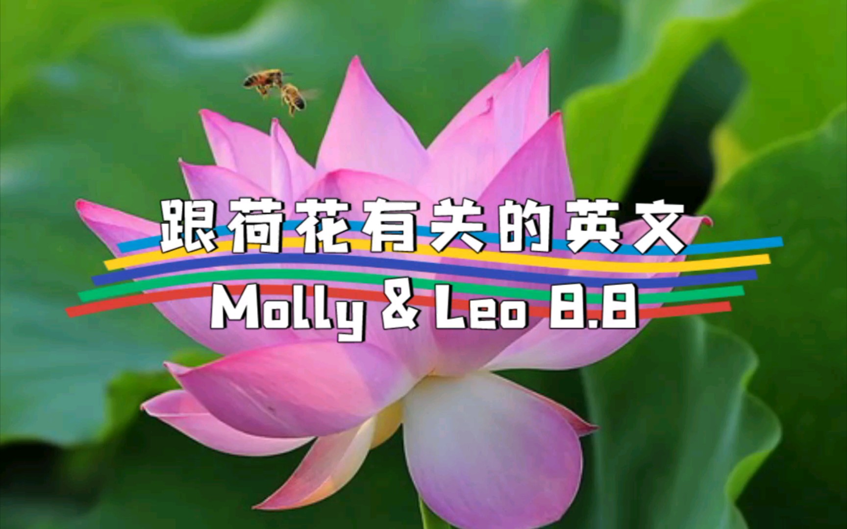 抓住夏天的尾巴,分享跟荷花有关的英文!leo配音,molly监制.
