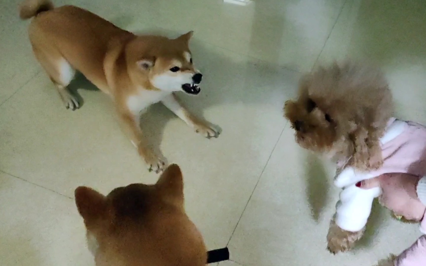 柴犬和泰迪的一番混战,谁赢了?