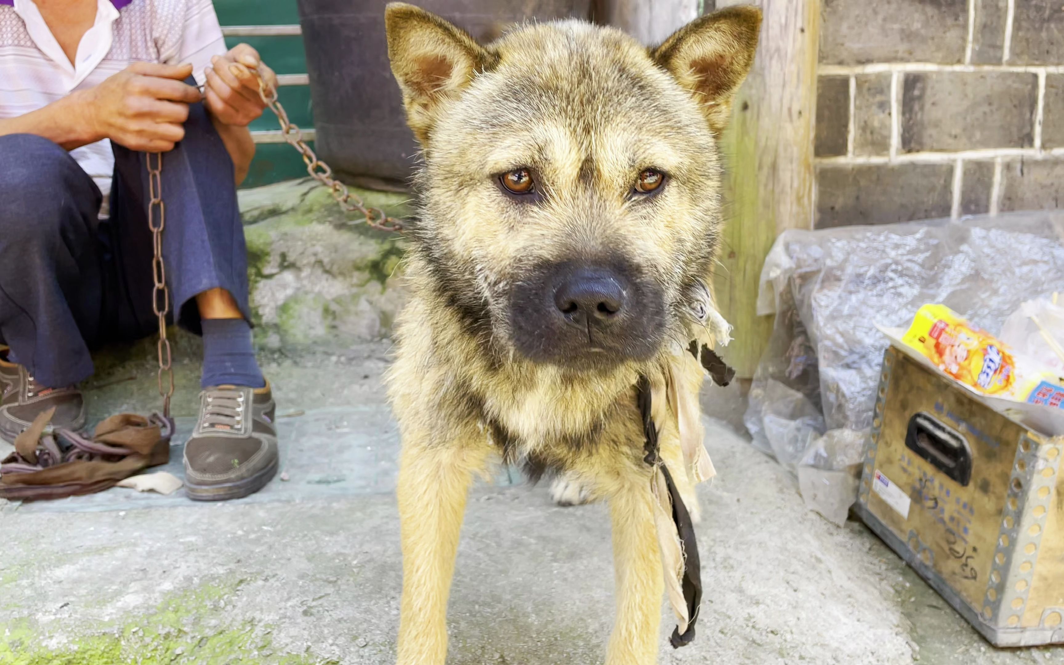 黄狗黑嘴红眼砂上山抓货不会差狗主人喊价不贵只要你愿意善待它