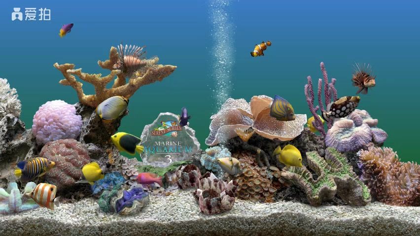 Marine Aquarium屏幕保护程序哔哩哔哩bilibili