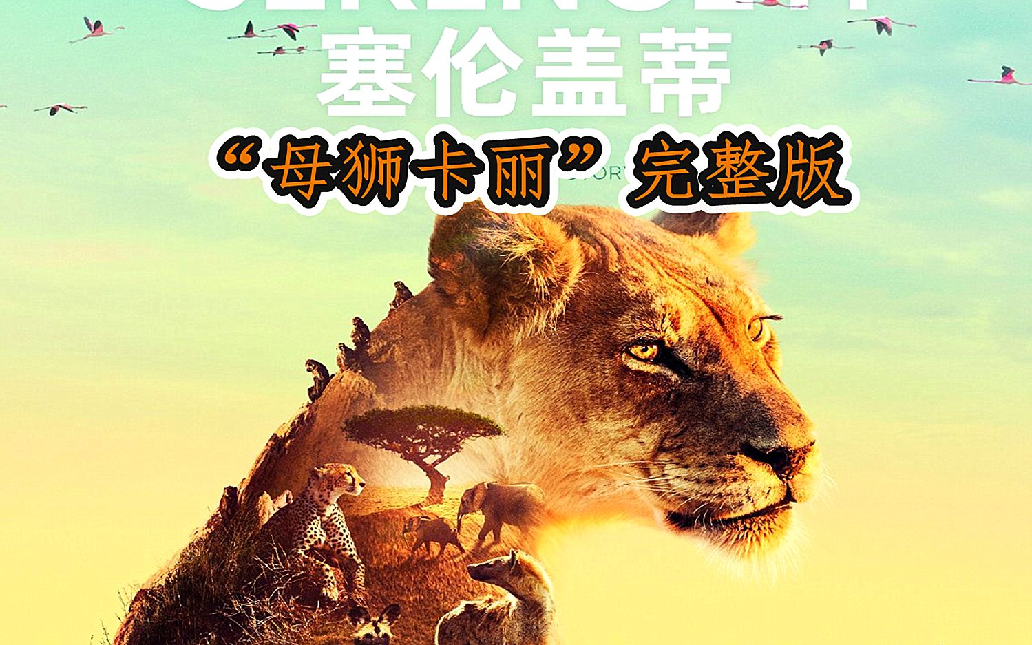 塞伦盖蒂蕾丝说纪录片母狮跟流浪雄狮生了四个娃回家后被揍