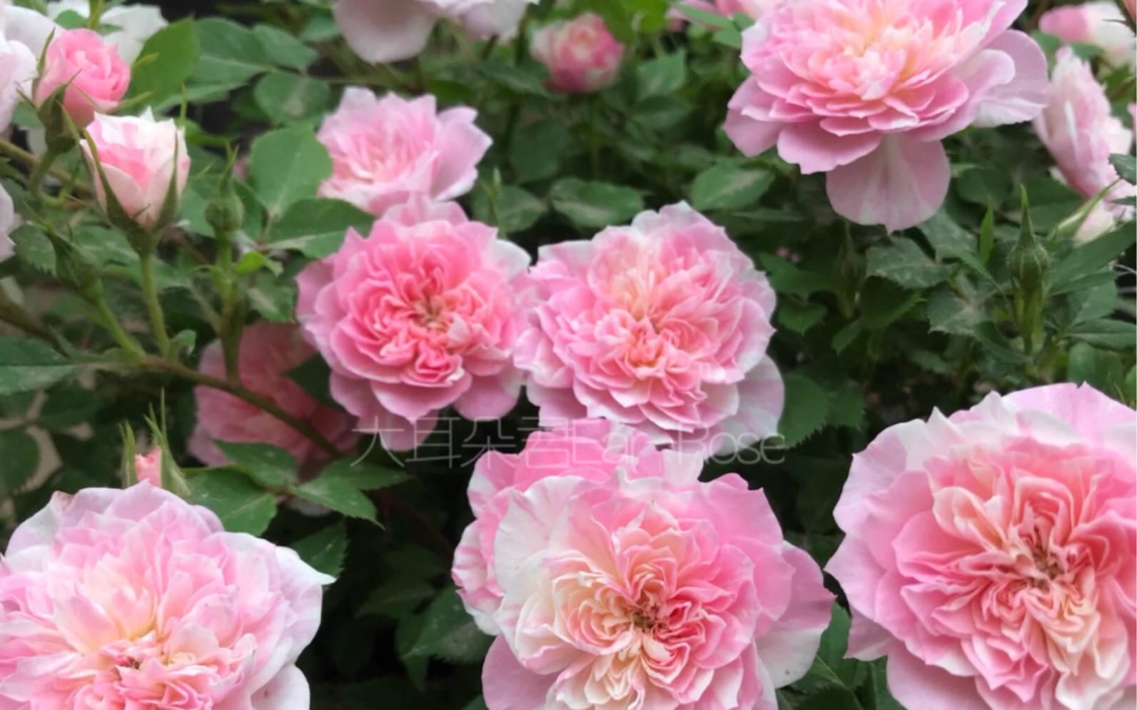 大耳朵君月季 复色条纹微月 幸福之门 耐开容易爆盆 持续开花_哔哩