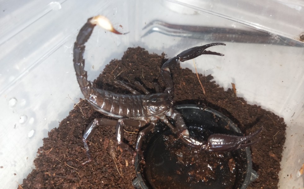 回坑回来玩玩斑尾戾蝎成体和携刺异蝎6l公开箱