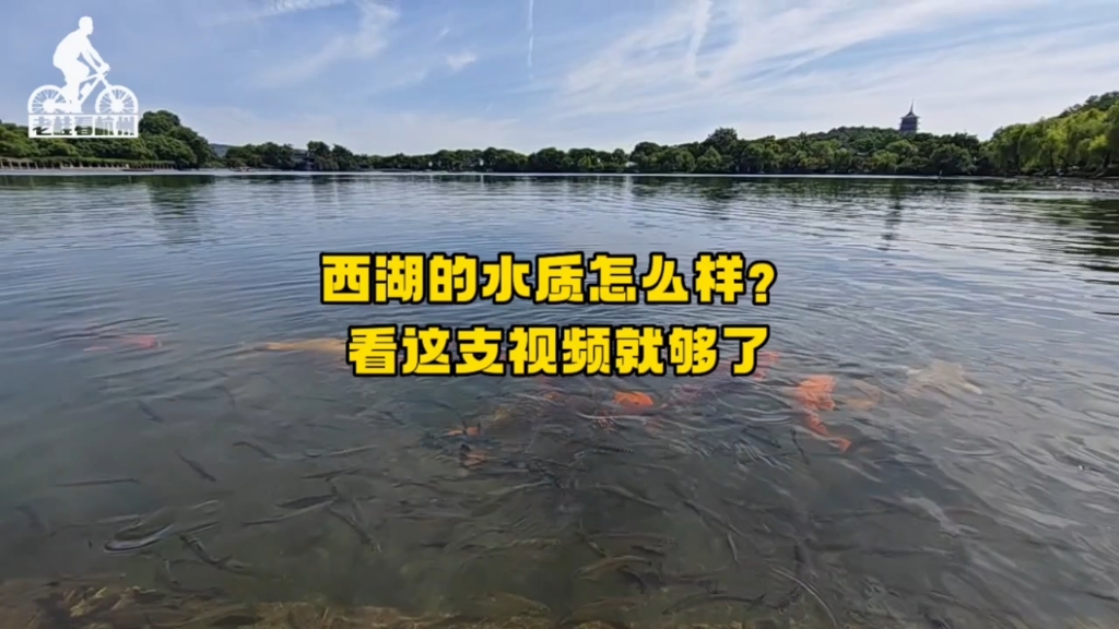 西湖的水质到底怎么样?看这个视频就知道了哔哩哔哩bilibili