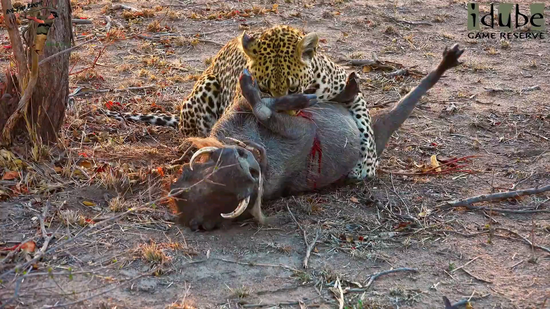 花豹捕杀野猪_哔哩哔哩 (゜-゜)つロ 干杯~-bilibili