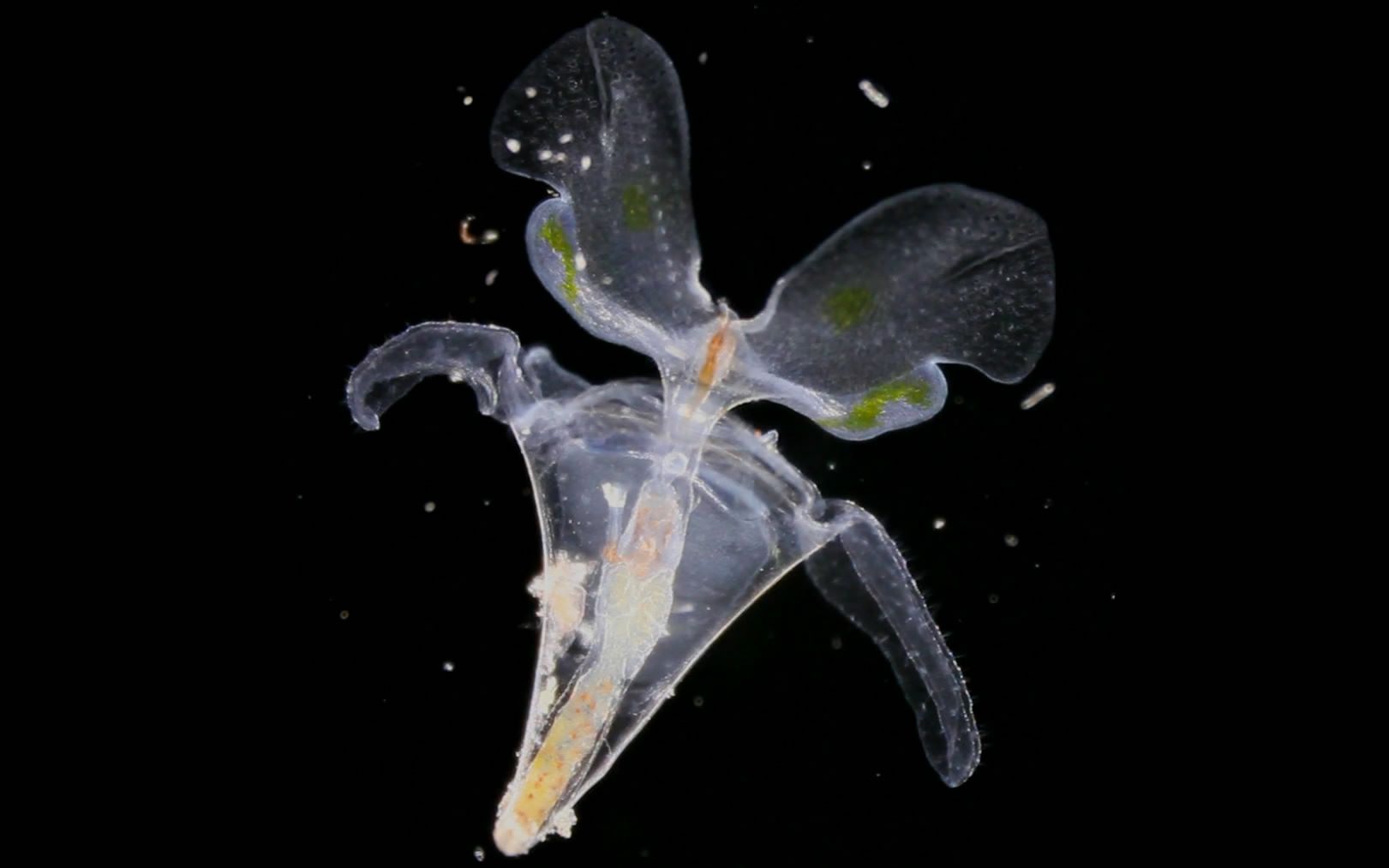 【浮游生物】翼足类展翅畅泳的海螺Pteropods  Swimming Mollusks哔哩哔哩bilibili