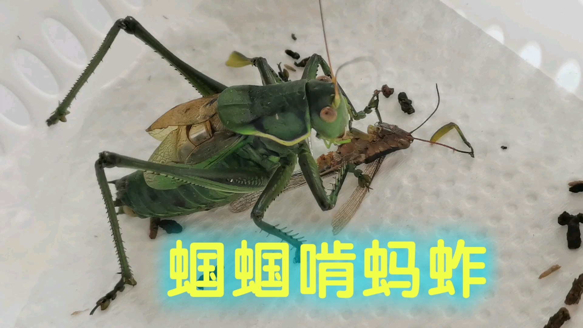 蝈蝈吃播 沉浸式啃蚂蚱