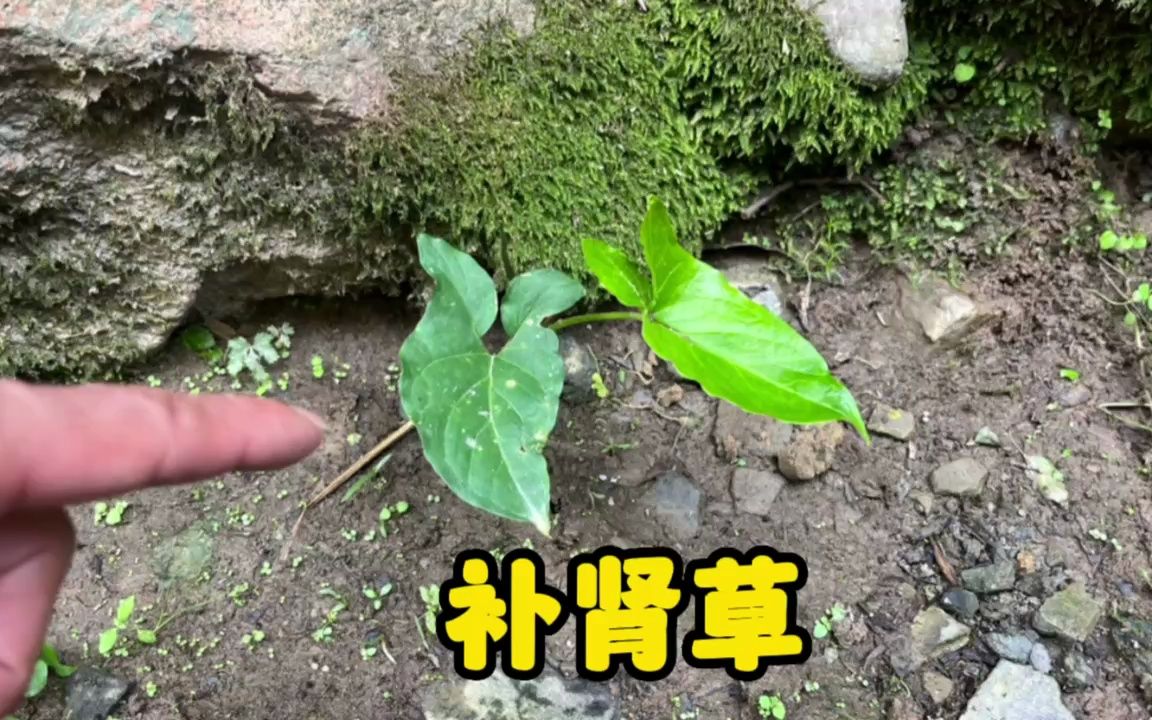 農村水渠生長的