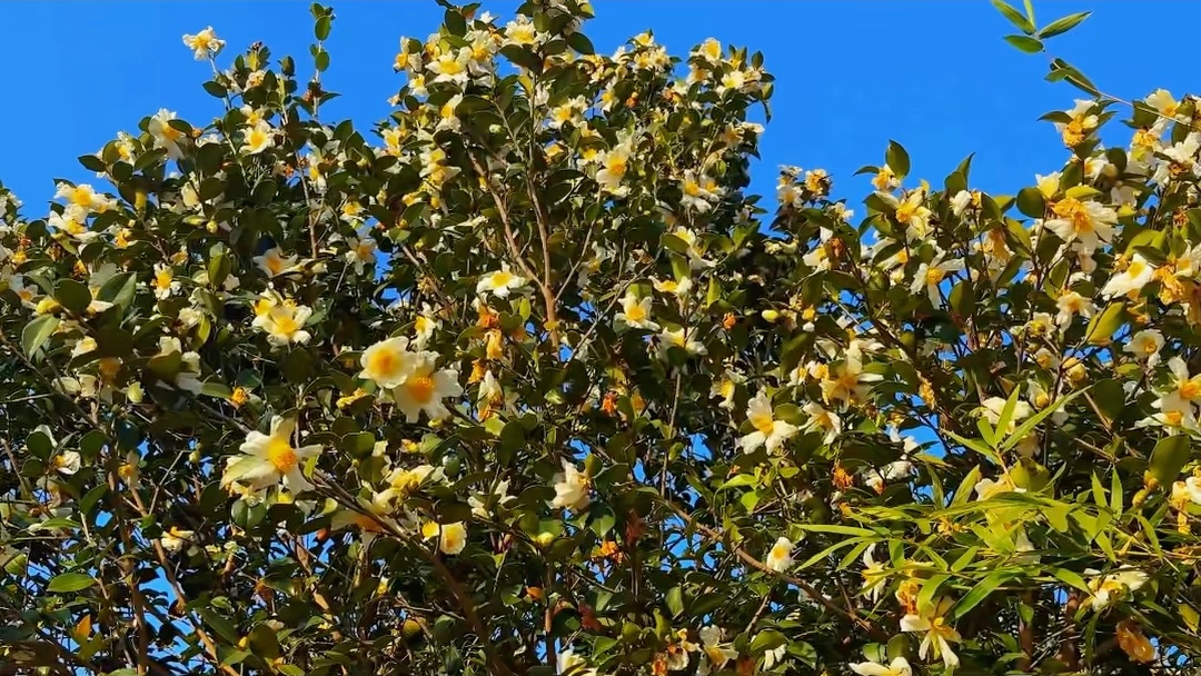 灵山油茶花开啦