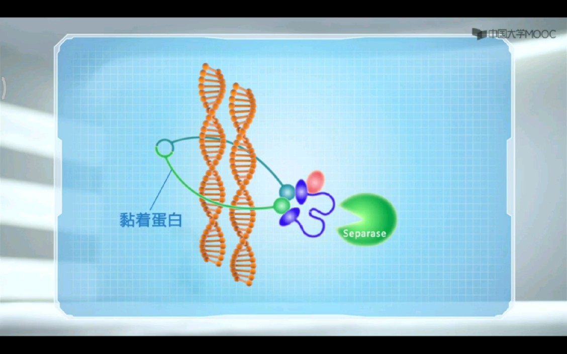 中期向后期转换,即动粒微管要收缩的条件:绑住姐妹染色体的黏着蛋白要被剪断哔哩哔哩bilibili