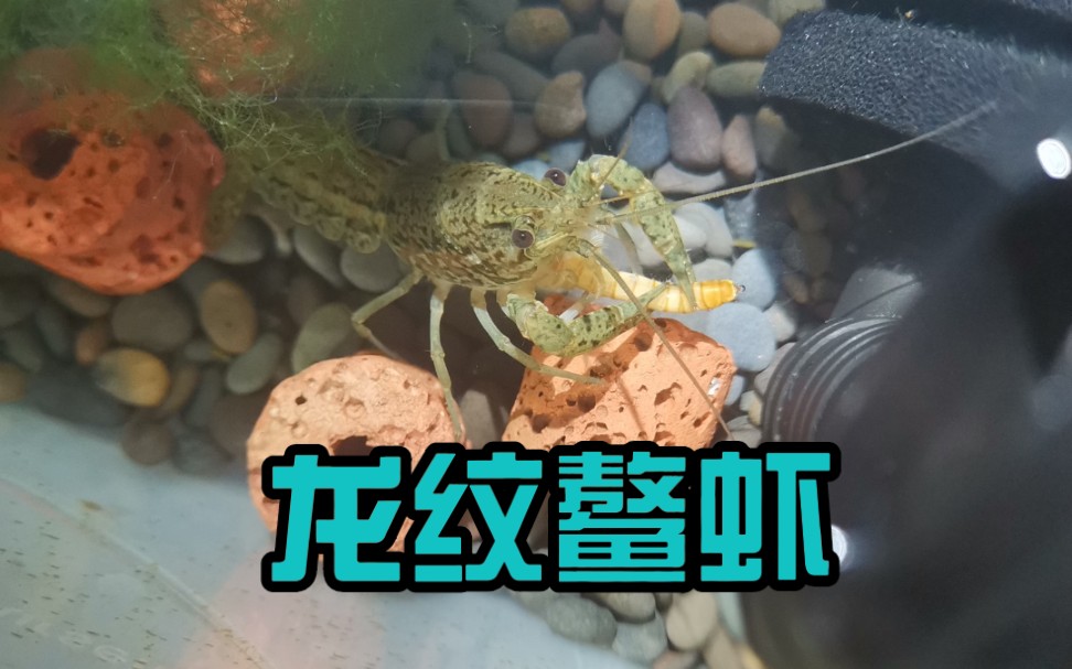 鳌虾繁殖教程图片