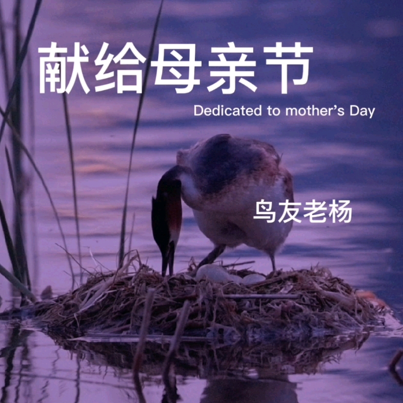 萱草花献给母亲节