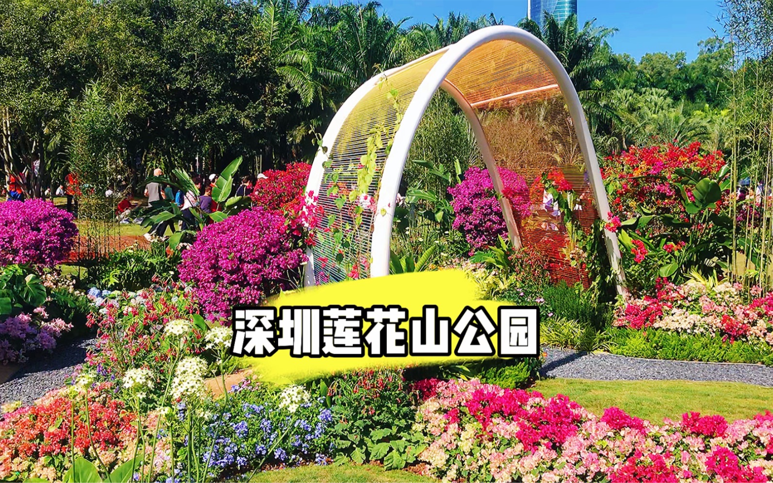 2023年深圳杜鵑花展又開始了,地址在蓮花山公園,這次比之前好看