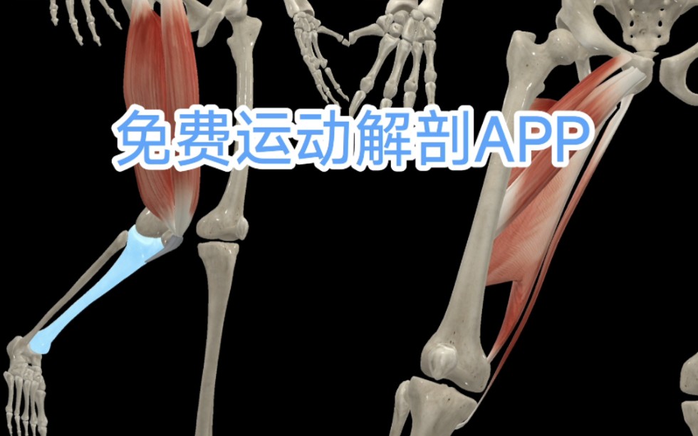 [图]3D动态解剖:全功能介绍