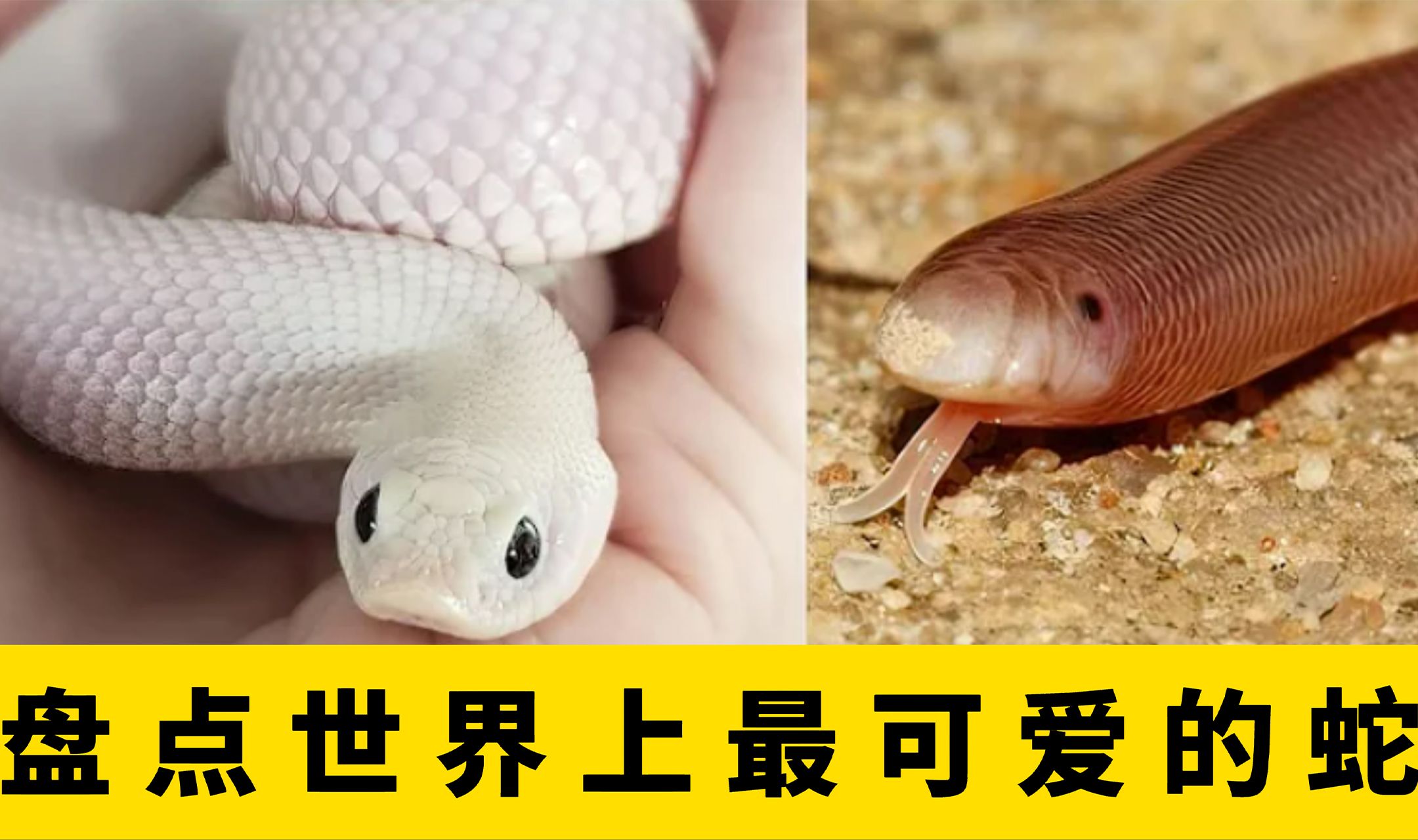 【看世界】盘点世界上最可爱的蛇