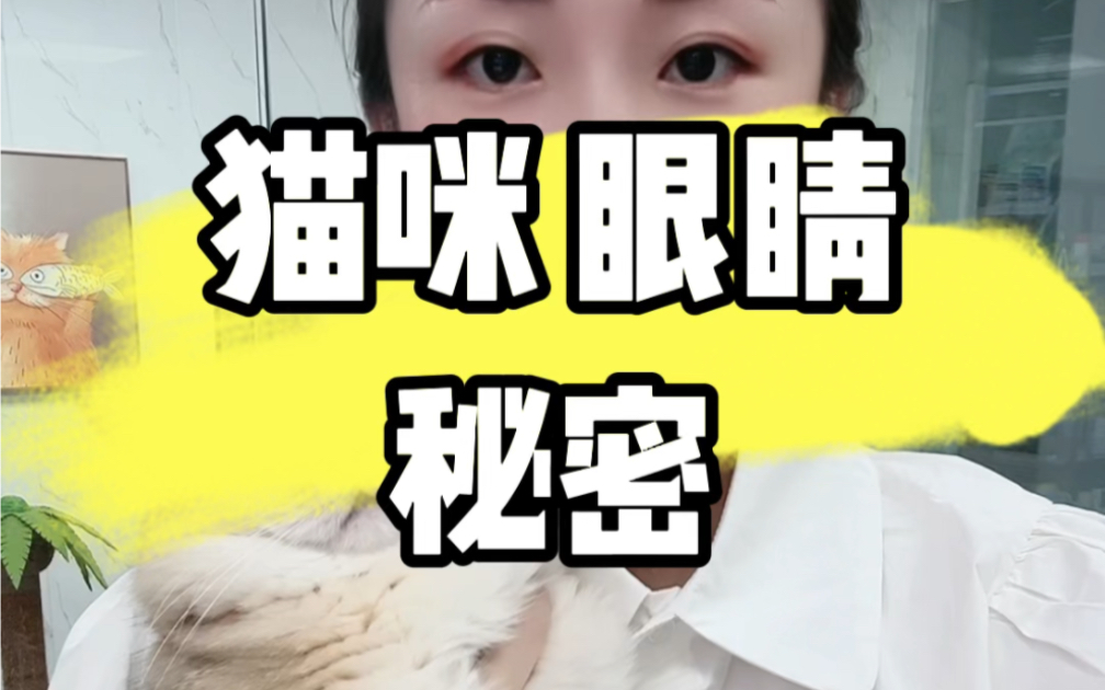 猫咪眼睛的秘密哔哩哔哩bilibili