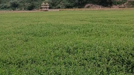 [图]郊区的绿色草原