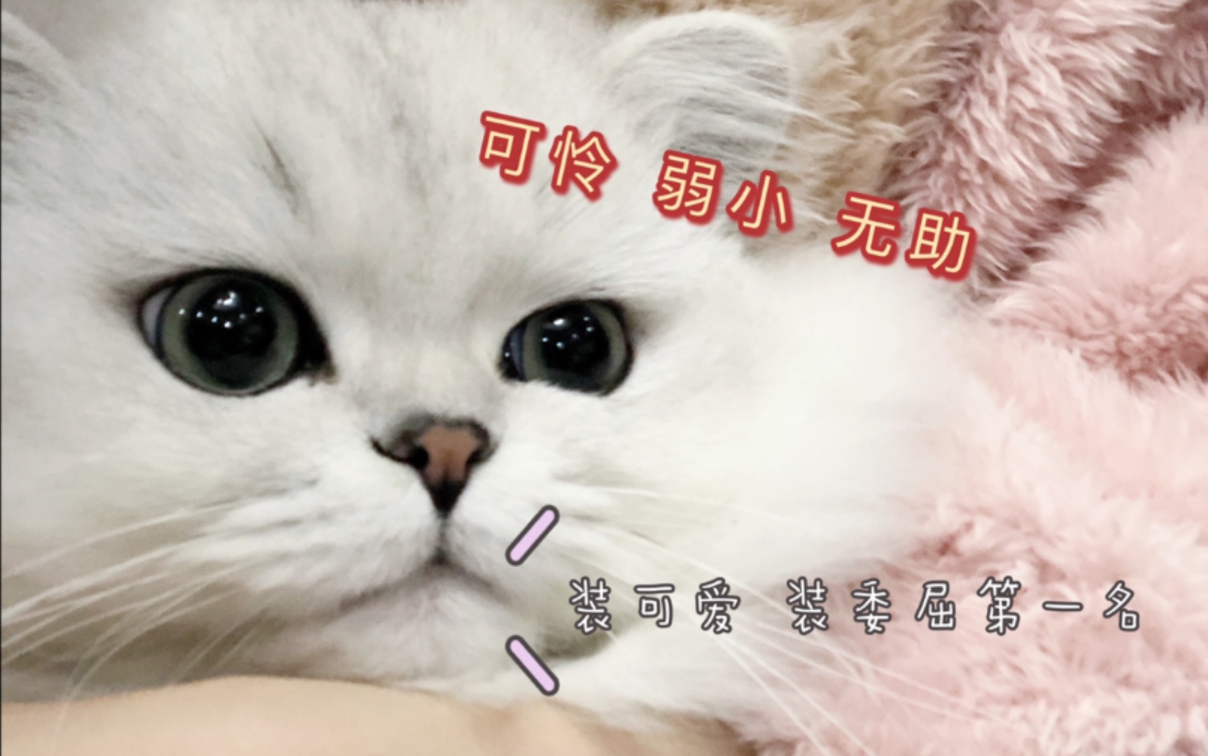 可爱粘人小猫咪还会卖惨装可怜