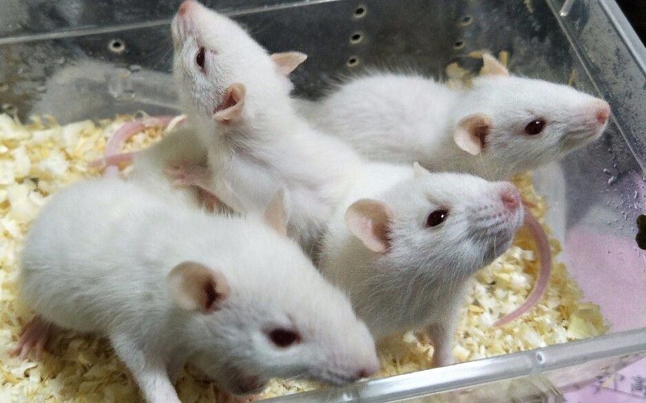 我们来看看今天要吃多少白鼠_动物圈_生活_bilibili_哔哩哔哩