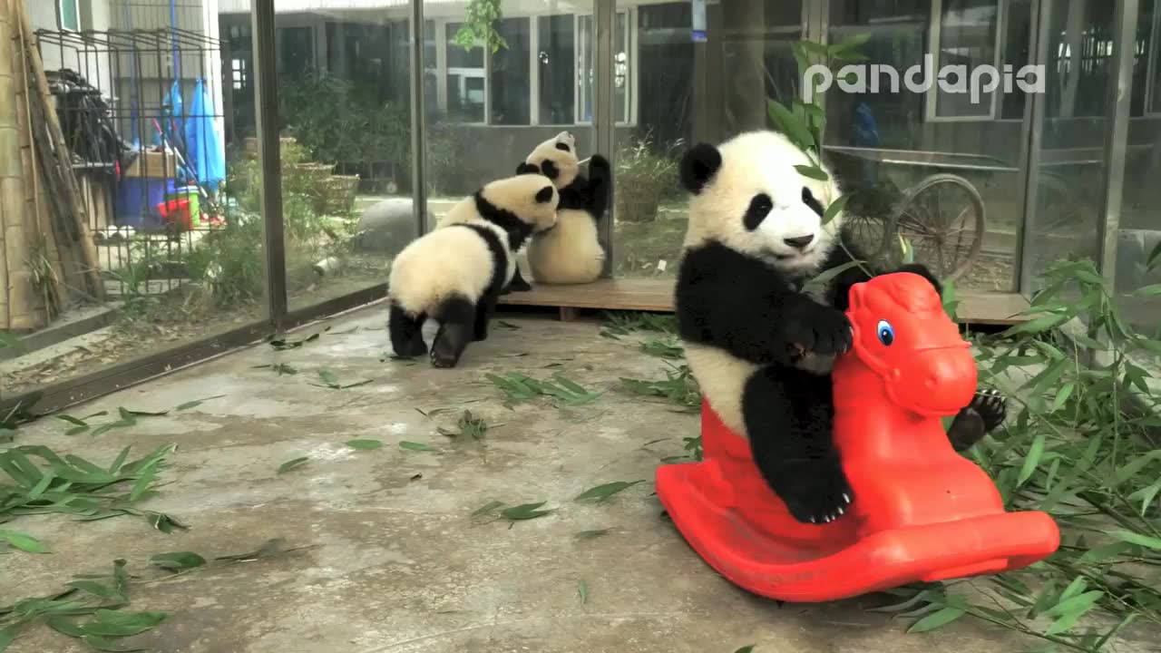 【大熊猫思念】20160312 思念骑木马