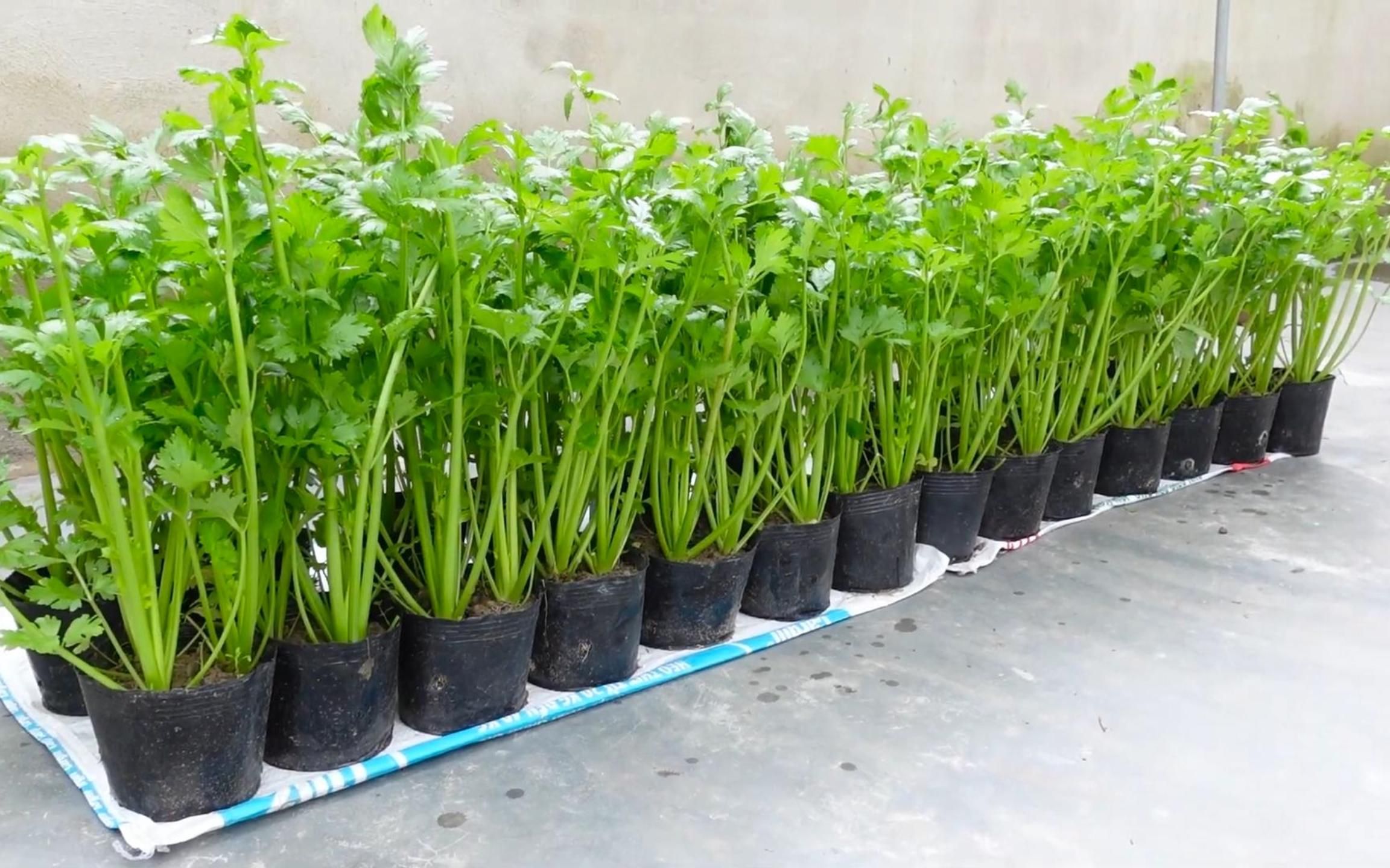 在家种芹菜,教你1个小妙招,越吃越多而且非常简单干净卫生!