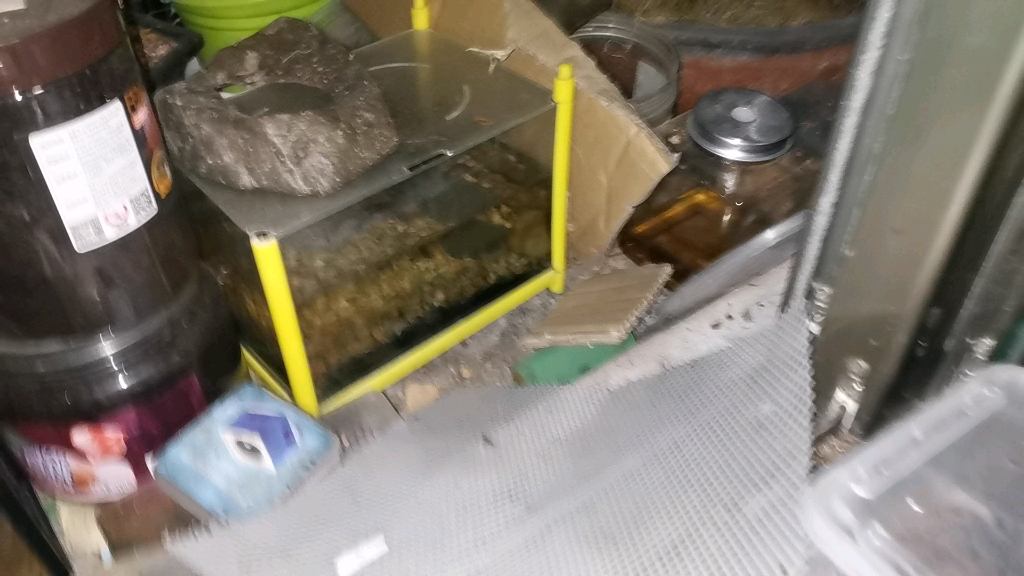 中华束腰蟹,这状态无敌了