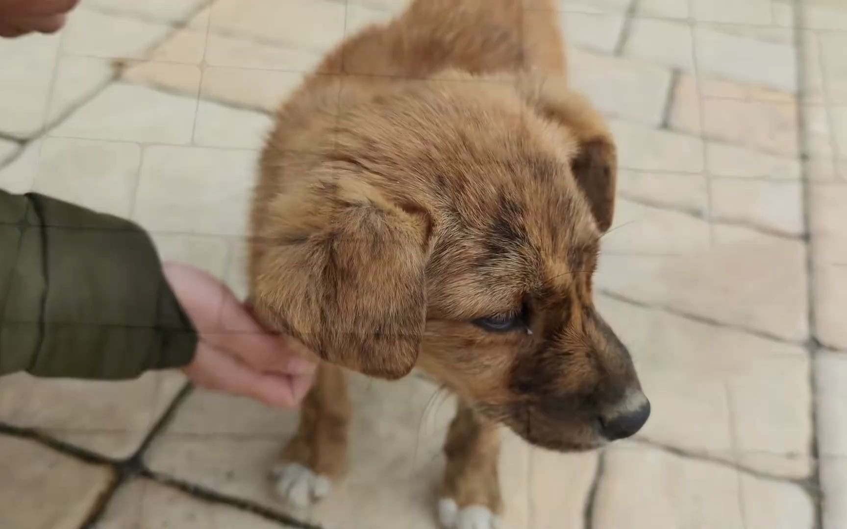 保加利亚一对夫妇逛街时遇到了一条流浪的狗狗