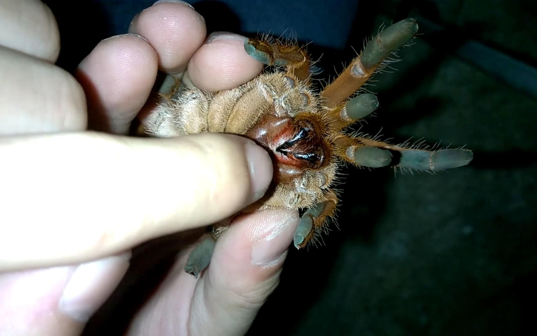 神仙個人爬蟲餵食合集#1 手喂成體海南捕鳥蛛