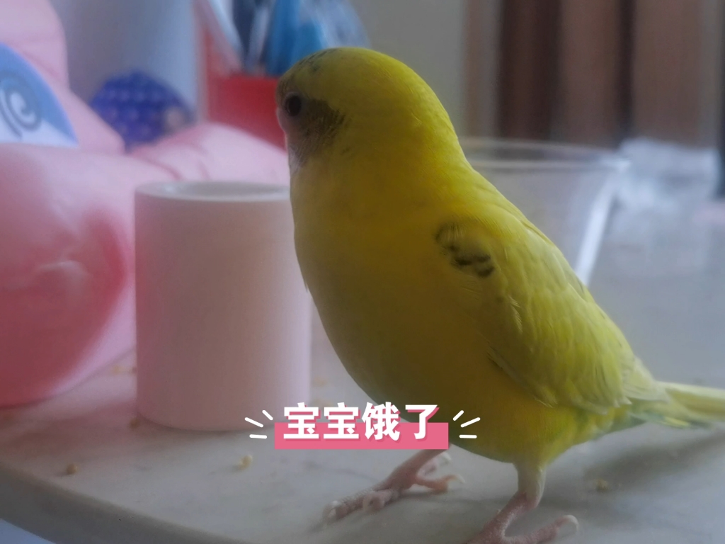 宝宝,姨姨们都看到了你的皮燕子了08