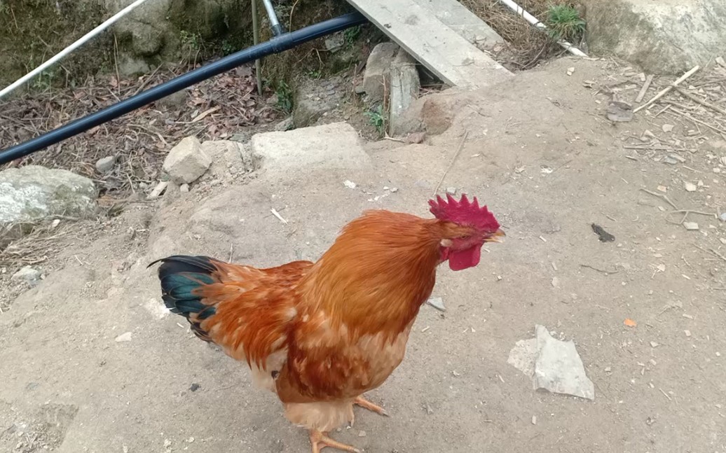 公鸡王不在,它还以为自己是王_哔哩哔哩 (゜-゜)つロ 干杯~-bilibili