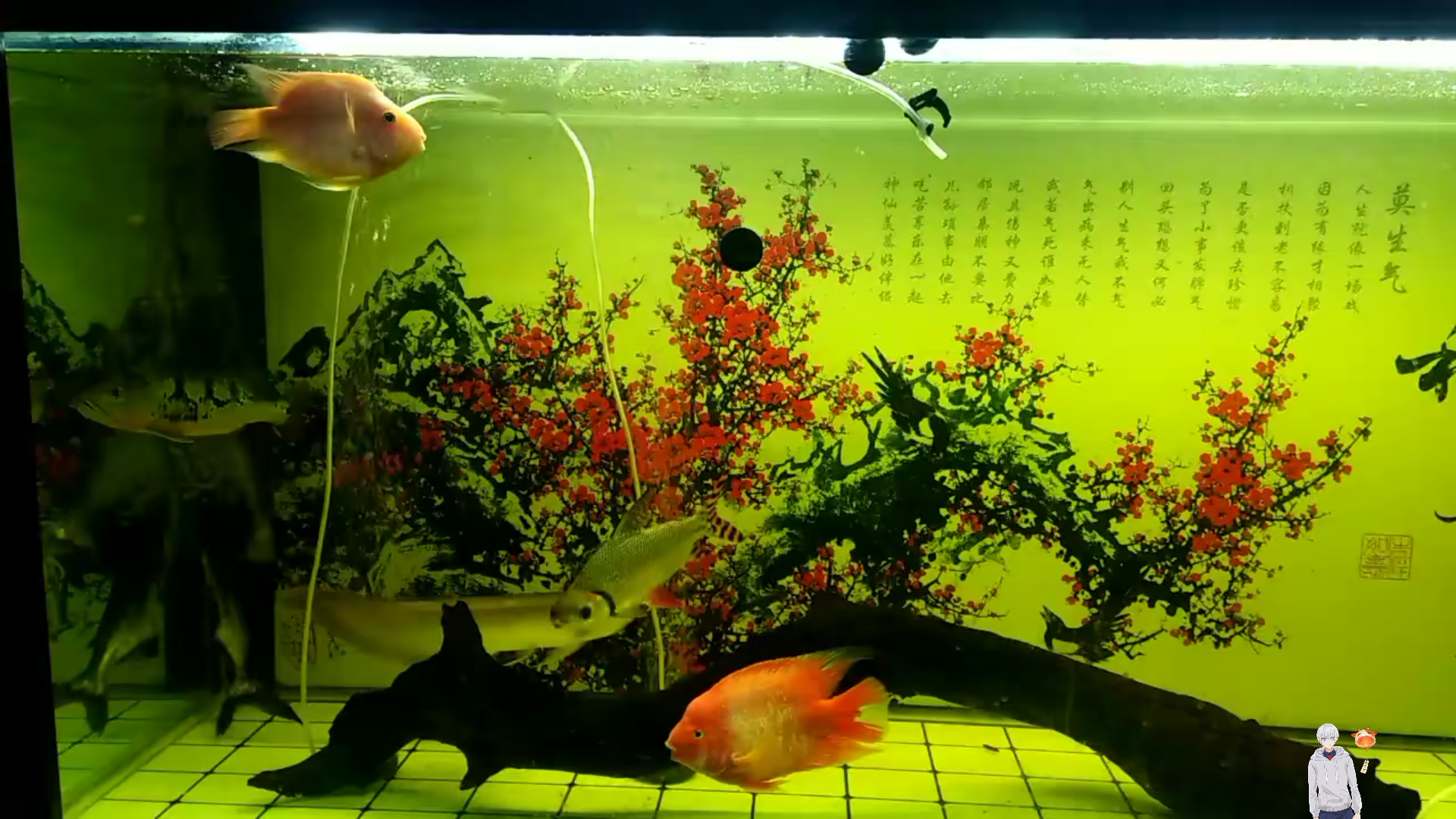 红龙鱼卖了鱼缸就空了