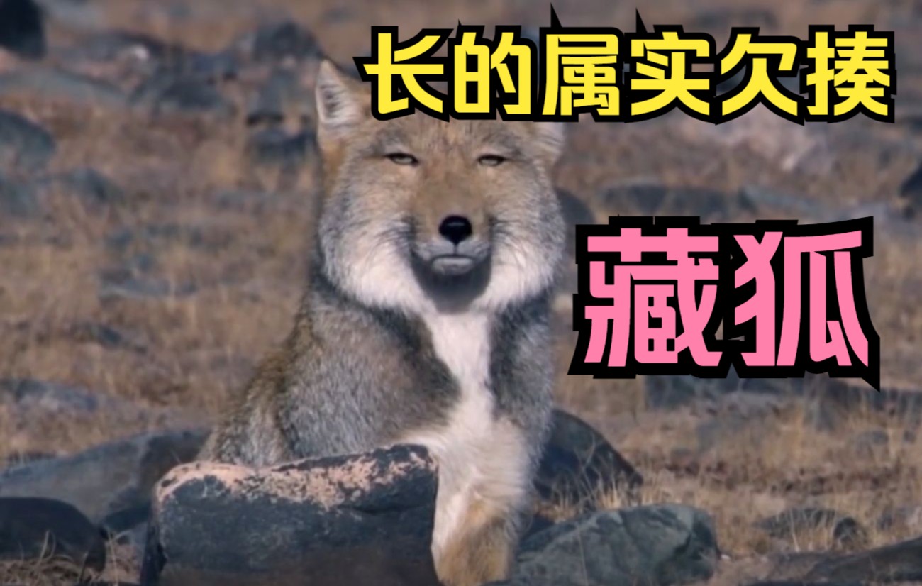 藏狐不仅长的一脸欠揍叫声更让人无语