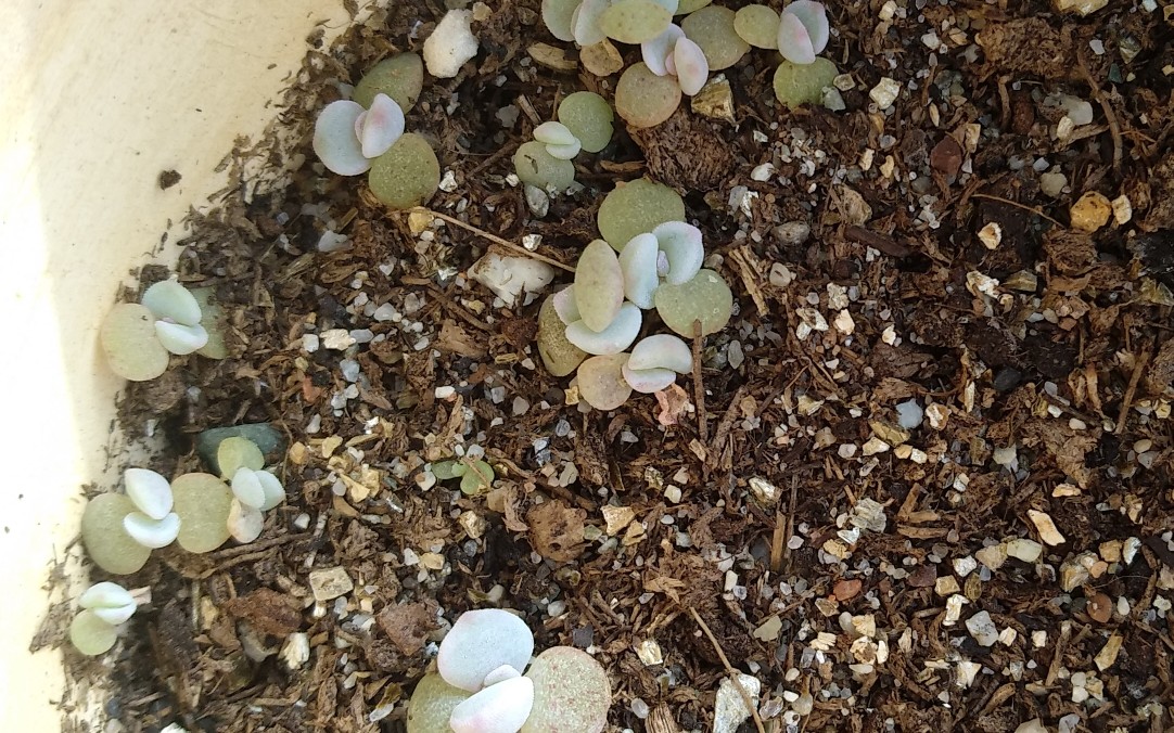 雪莲 风铃pp 海琳娜x诺娃三个月多肉记录 pp竟然有一个脱皮了!