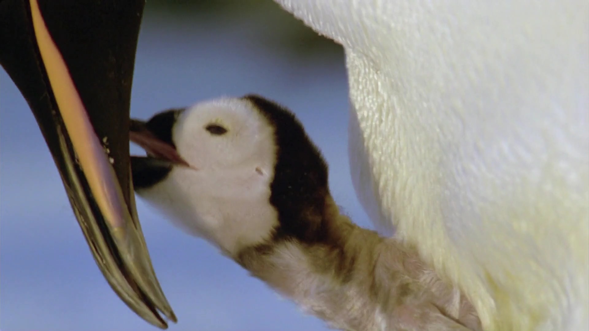《地球脉动》之两极之间,可爱的帝企鹅