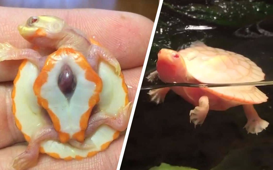 心脏长在体外的乌龟!患罕见先天疾病