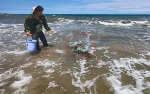 Tải video: 海边飘来一张流浪网，被赶海的阿阳发现，上面竟然挂着几只值钱货