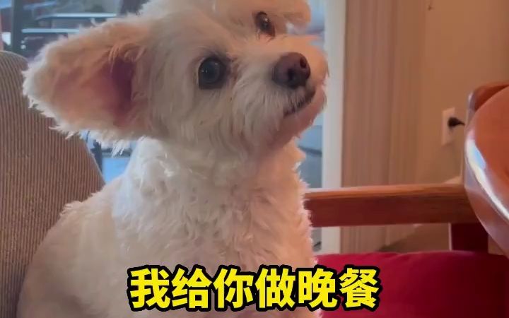 当狗狗听到自己喜欢的词哔哩哔哩bilibili