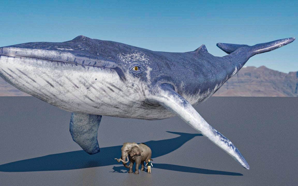 【超级比一比】蓝鲸与大象体型对比
