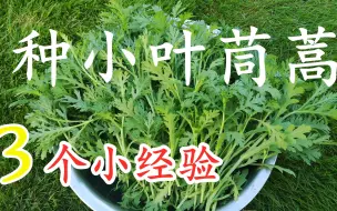 种小叶茼蒿, 3个小经验, 伴生种植法