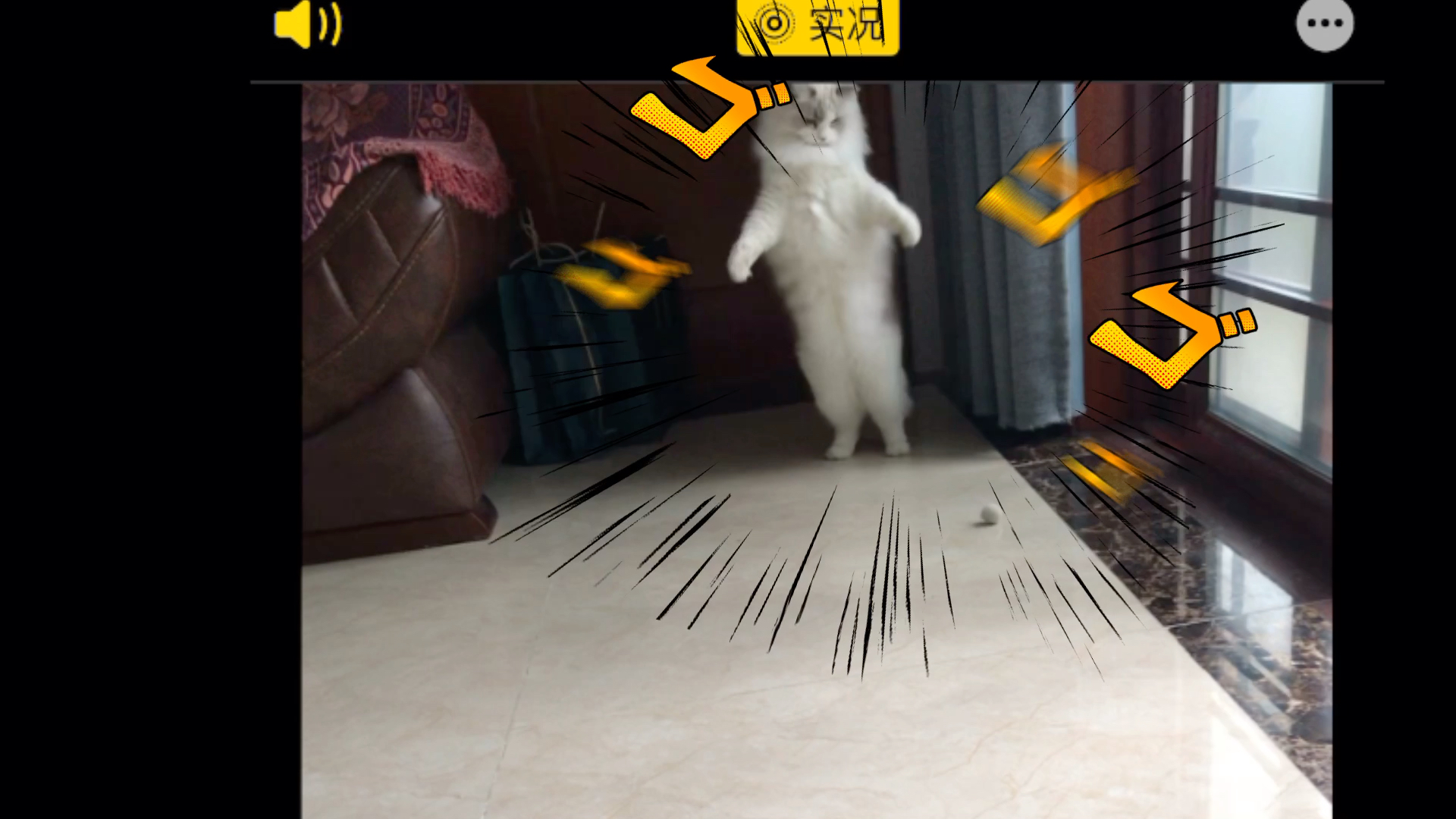 【鬼畜】没见过会反复横跳的猫星人