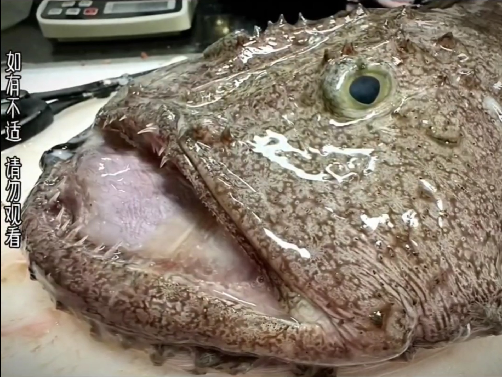 这些恐怖的动物你见过吗