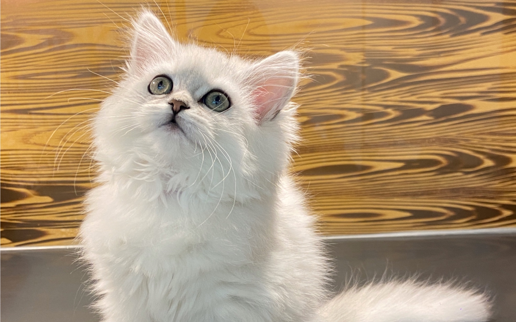 〈幺社领猫馆〉超乖长毛银渐层妹妹6oo带回家