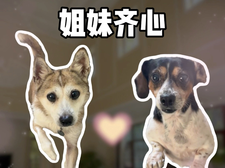贪吃小狗什么招都能使出来-飞飞feifei-飞飞feifei-哔哩哔哩视频