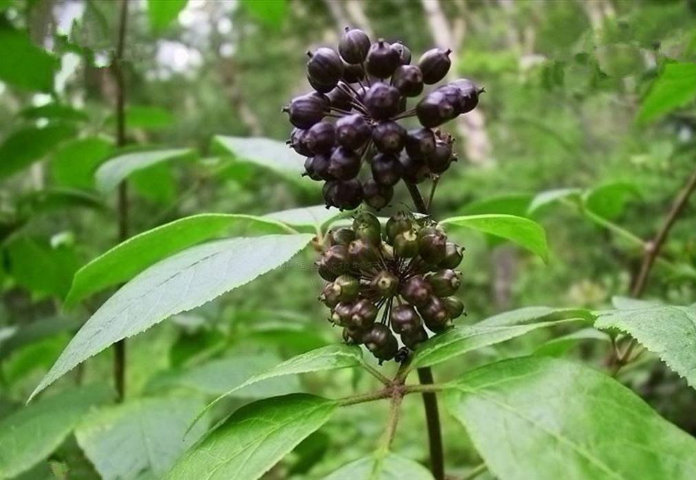 西安刺五加提取物厂家